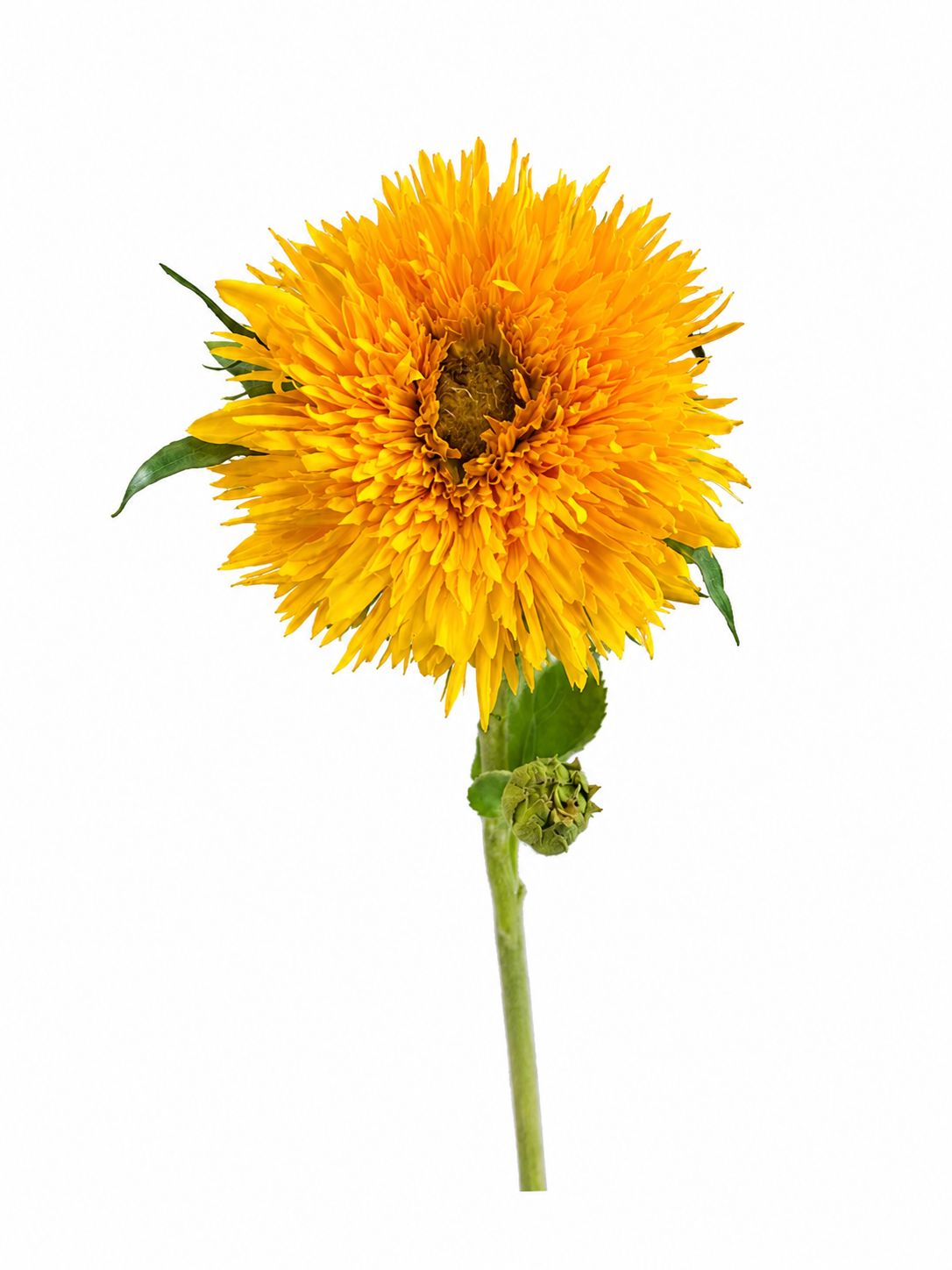 Girasol Royal Bloom