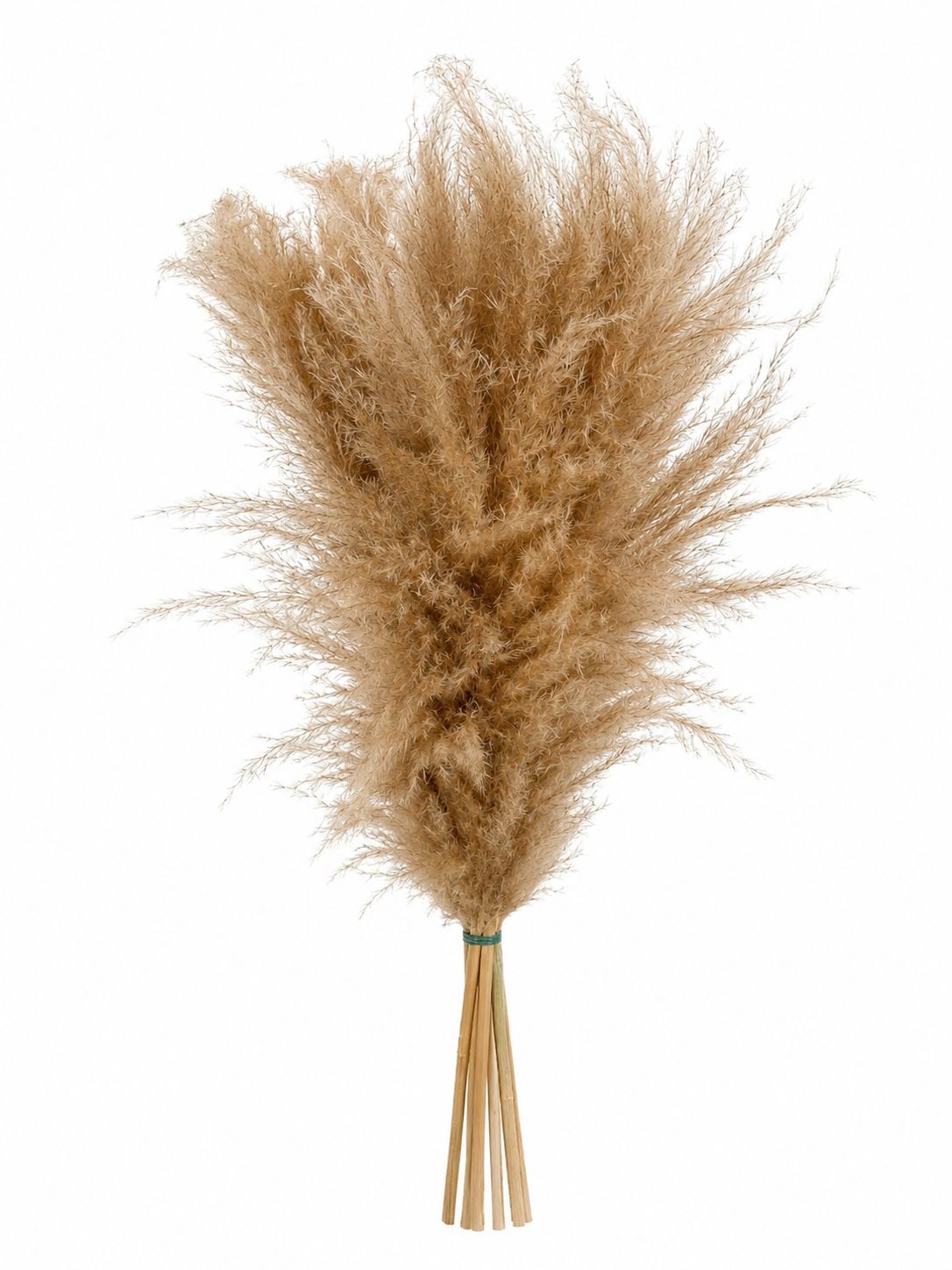 Golden Earth Pampas 3’ Alto