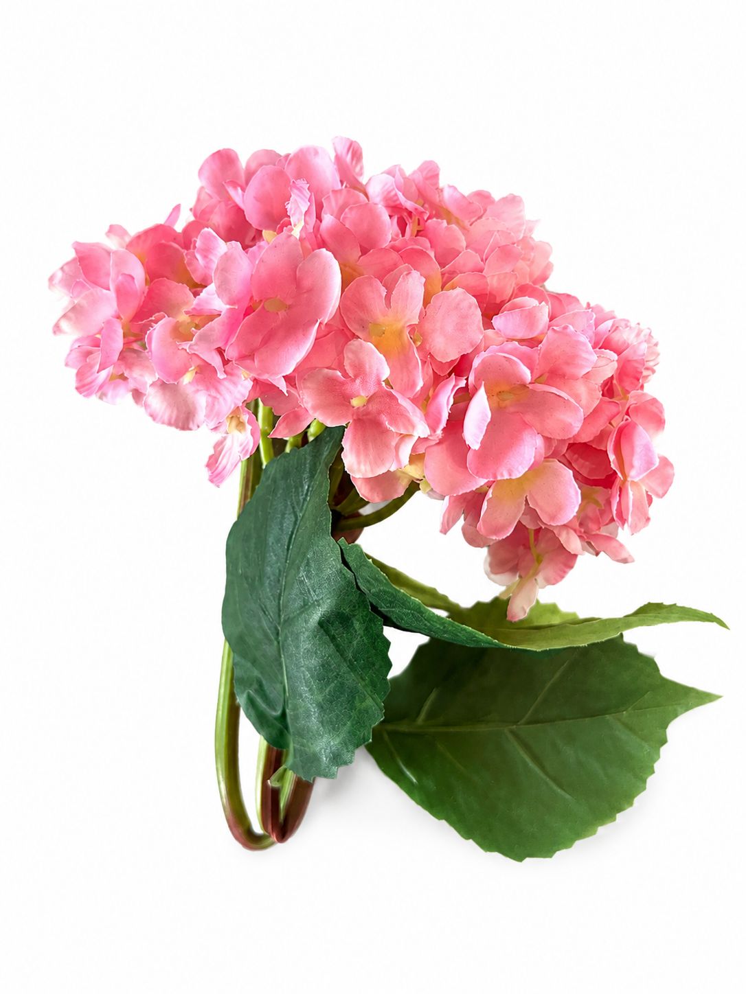 Sunset Coral Hydrangea