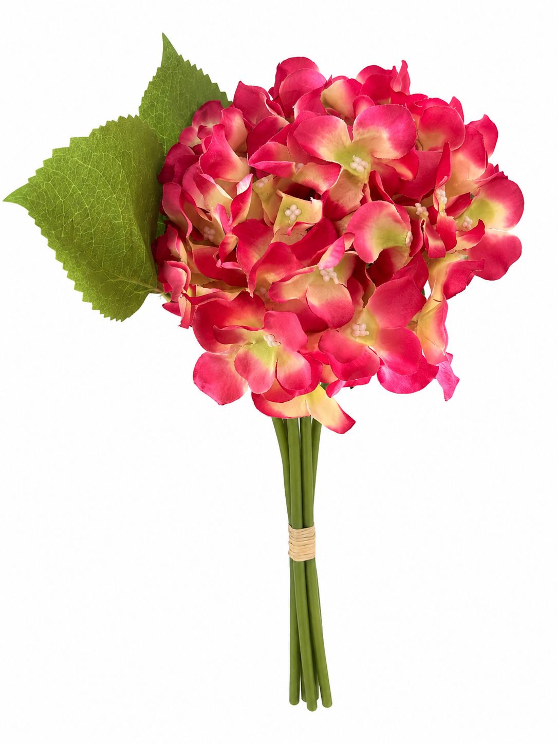 Cotton Candy Hydrangea