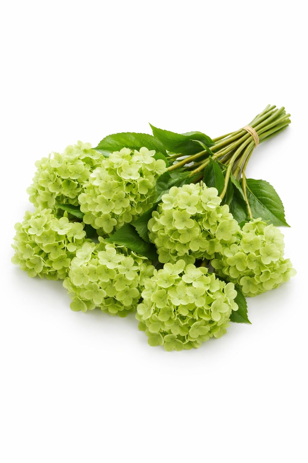 Hortensia Artificial Verde