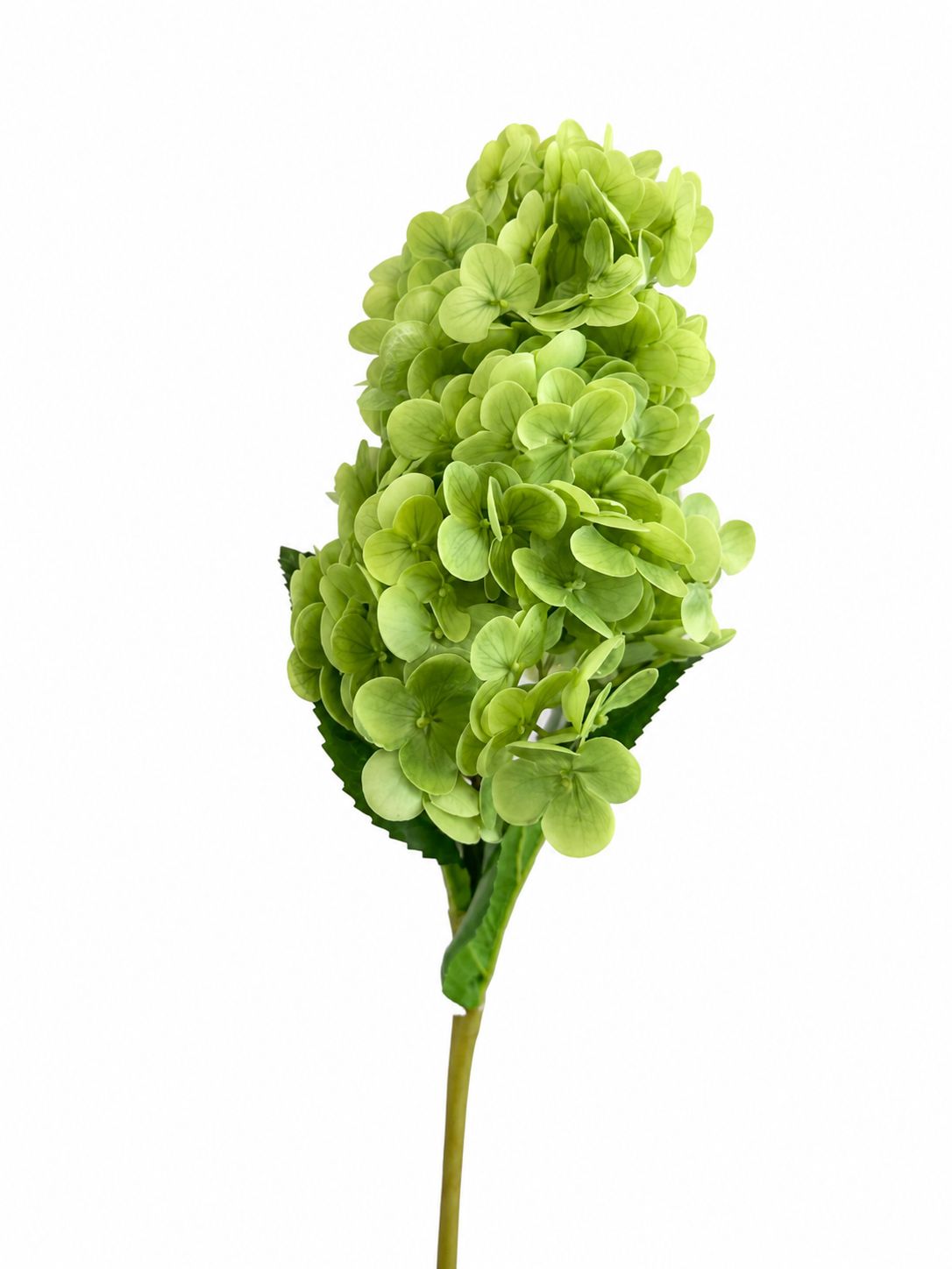Hortensia Verde Aura