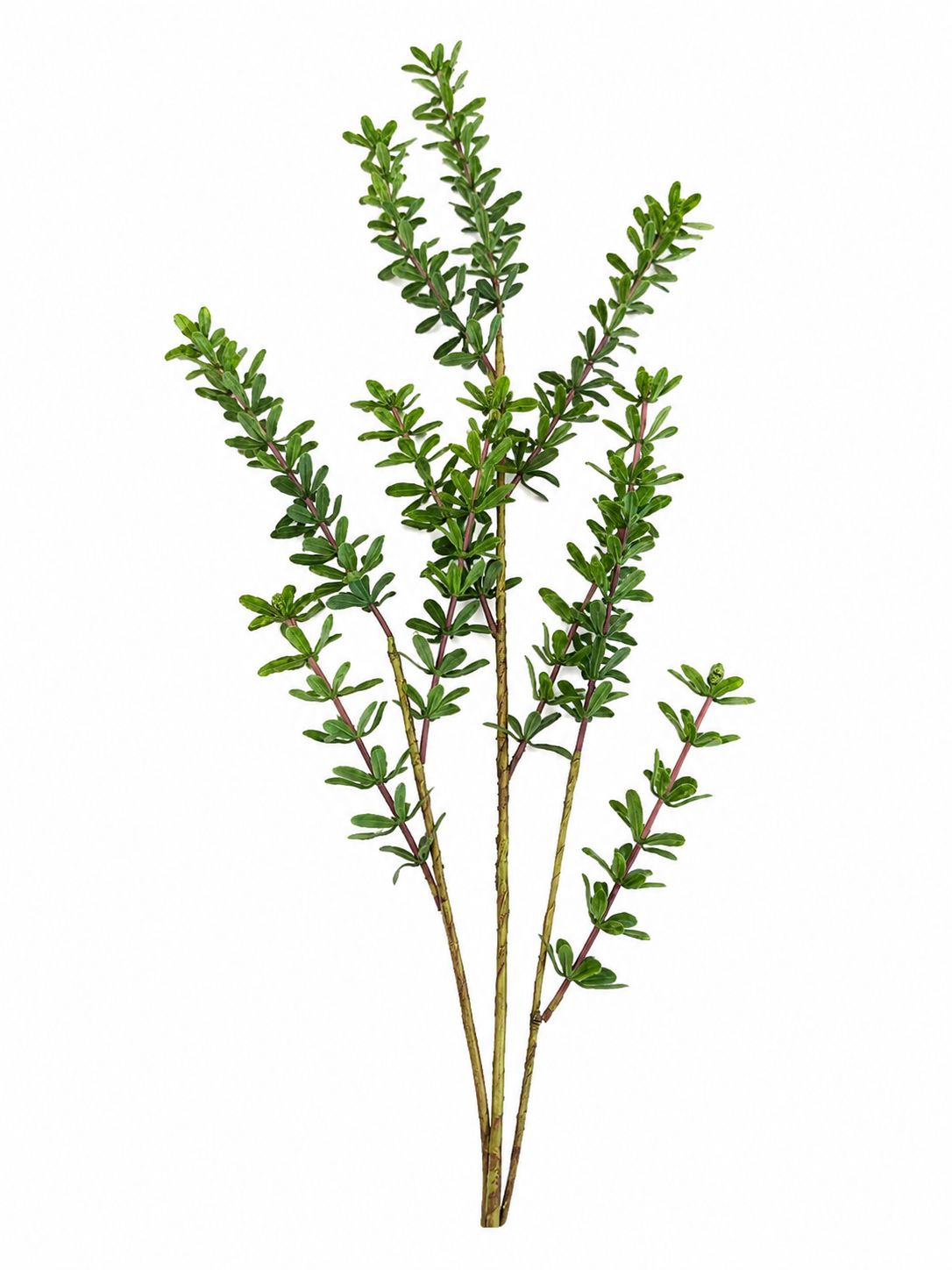 Olive Grove Stem