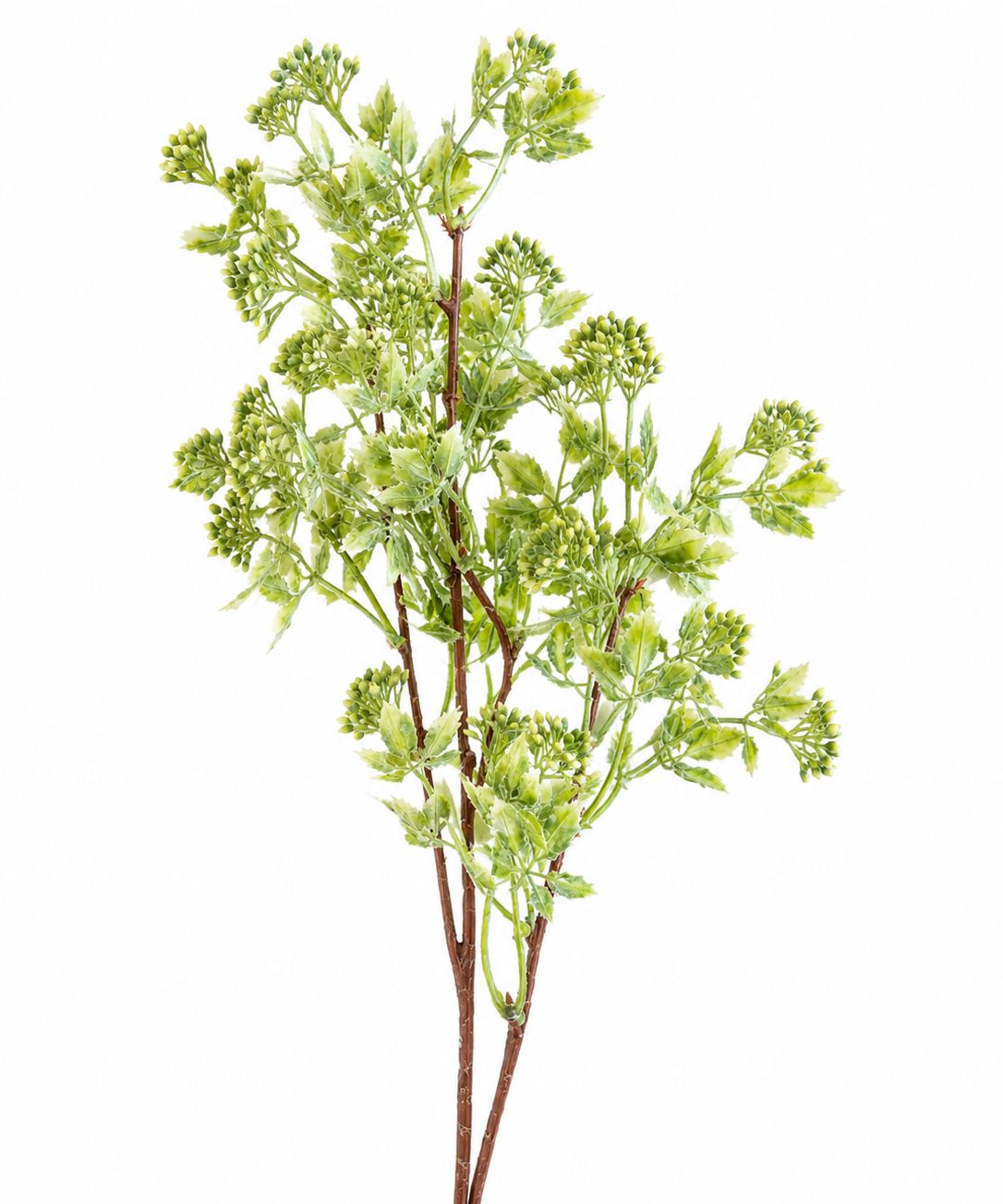 Sage Blossom Stem