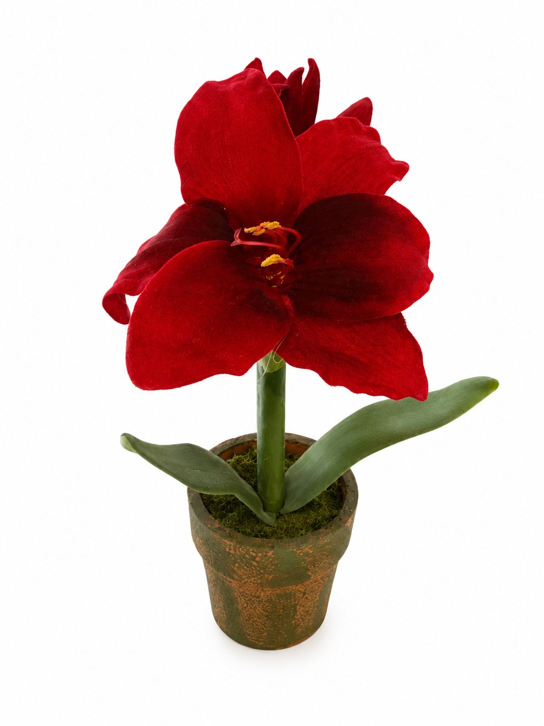 Ruby Velvet Amaryllis
