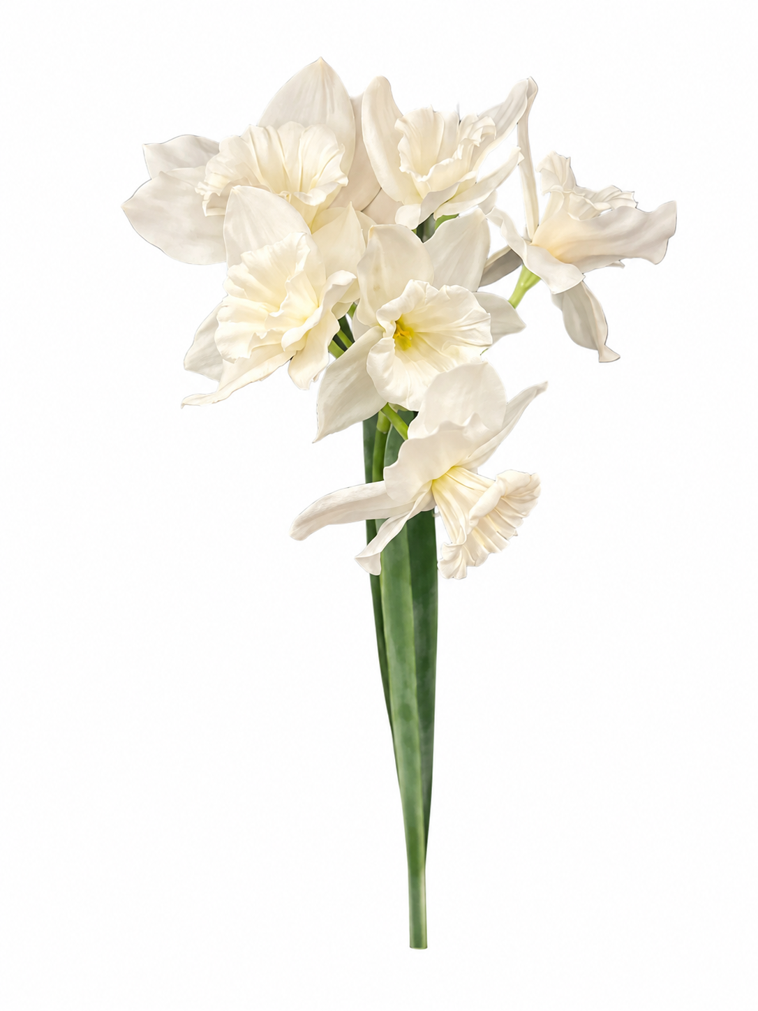 Flor Luna de Marfil